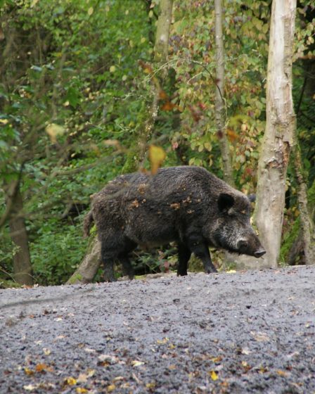 la prolifération des sangliers : un phénomène très largement développé sur la côte d'Azur